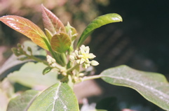 Bacon Avocado Blossom