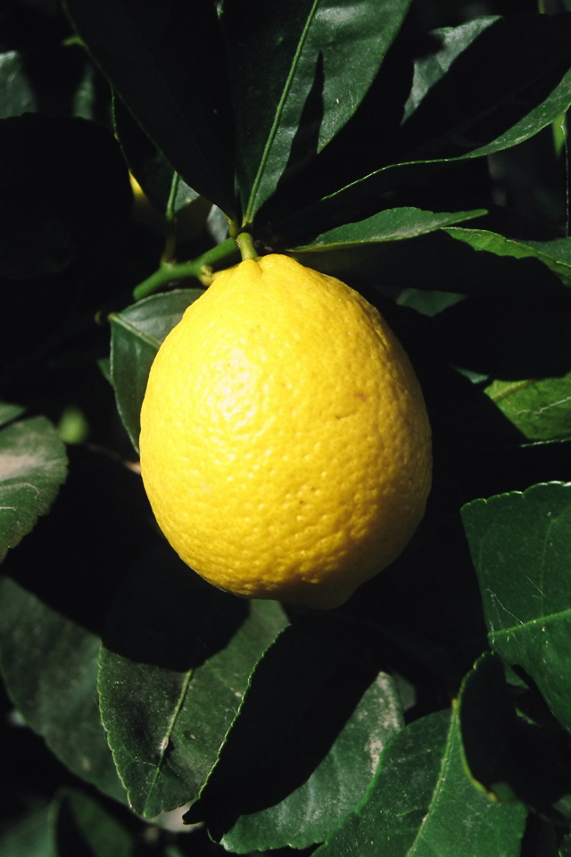 Backyard: Bearss Lime with ripe fruit
