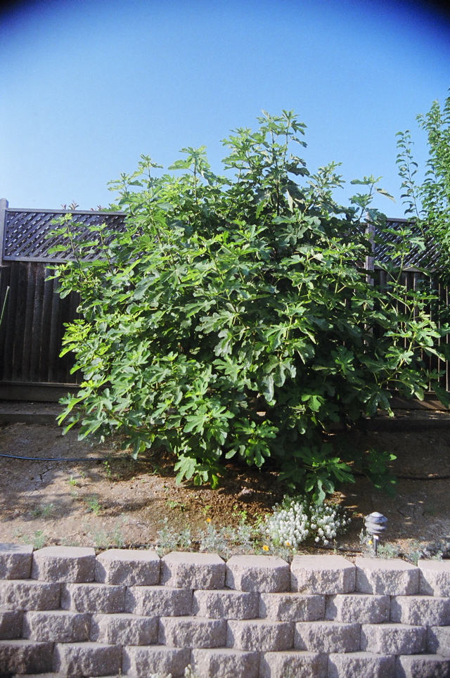 MissionFig2006
