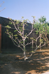 MissionFigNewLeaves2008