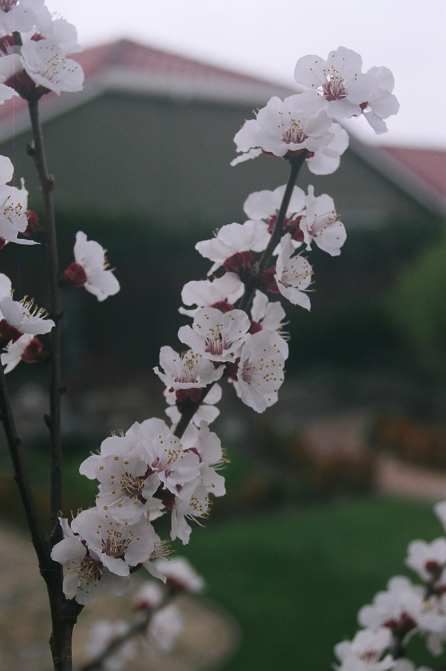 BlenheimBlossoms208a