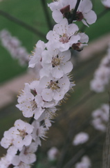 BlenheimBlossoms2008c