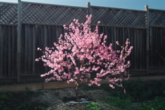 DonutPeachProfile2004