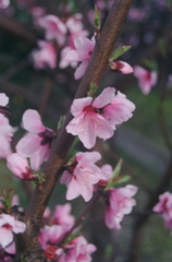 DonutBlossomDelicate2006