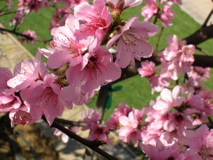 DonutBlossomCloseup2007b