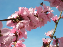 DonutBlossomsAndBee2007a