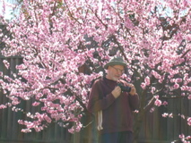 BlossomBackdrop2007