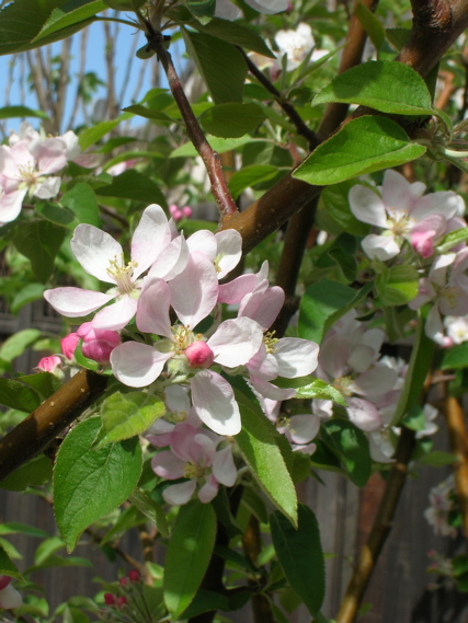 GalaBlossoms2008a.JPG