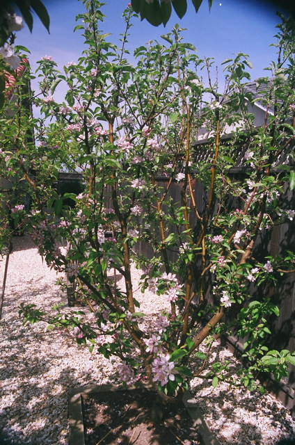 AppleTreeProfile2008