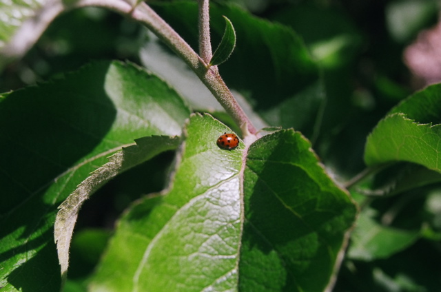 Coccinelle2008b