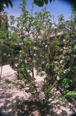 AppleTreeProfile2008