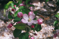 JonagoldBlossoms2008b
