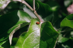 Coccinelle2008b