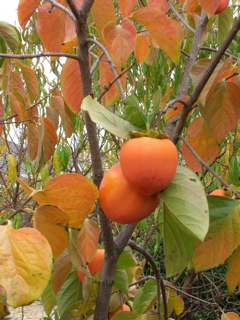 PersimmonsOnTree2006a