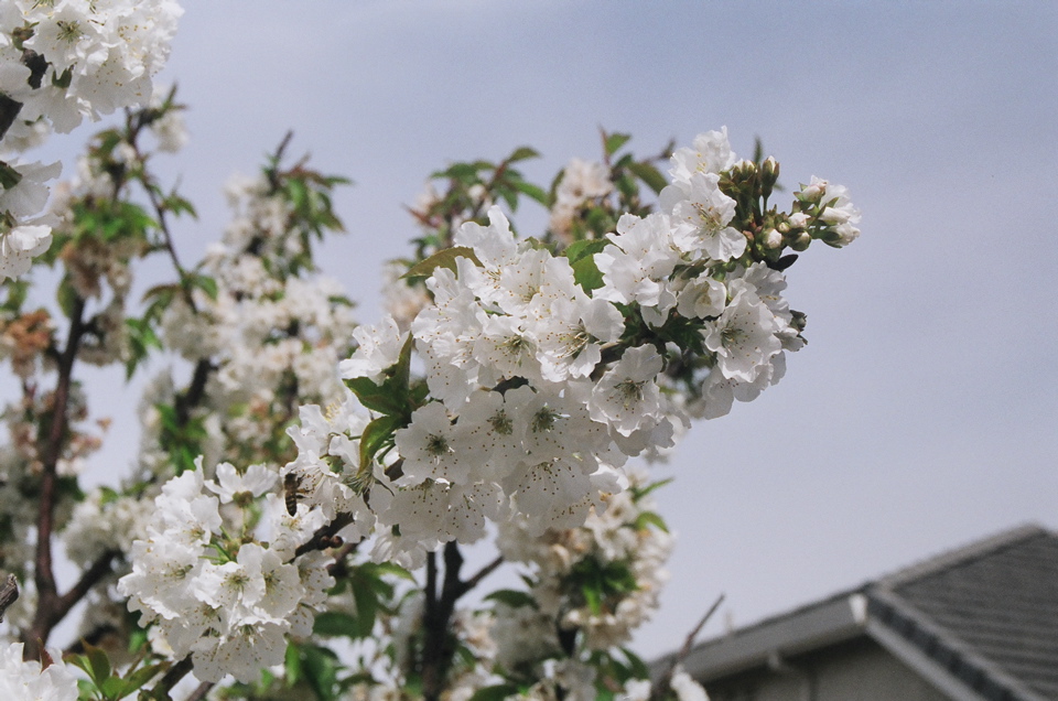 BeeOnTheBlossom2007