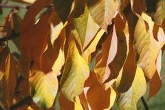 WallOfYellow2003