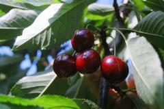 RipeCherries2006