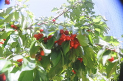 CherriesOnTree2006