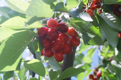 CherryCluster2006c