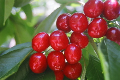 CherryClusterCloseup2006