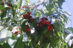 MoreCherriesOnTree2006