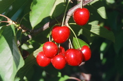 CherryCluster2006a