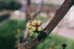 CherryPods2008