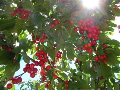 CherryFantasia