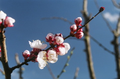 ApricotGraftFirstBlossom