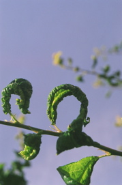 PlumTreeLeafCurl2