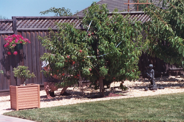 PeachHarvest2003