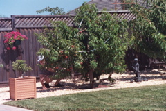 PeachHarvest2003