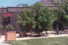 PeachHarvest2003b