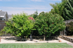PeachAndCherryTrees2006
