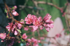 PeachBlossom2008