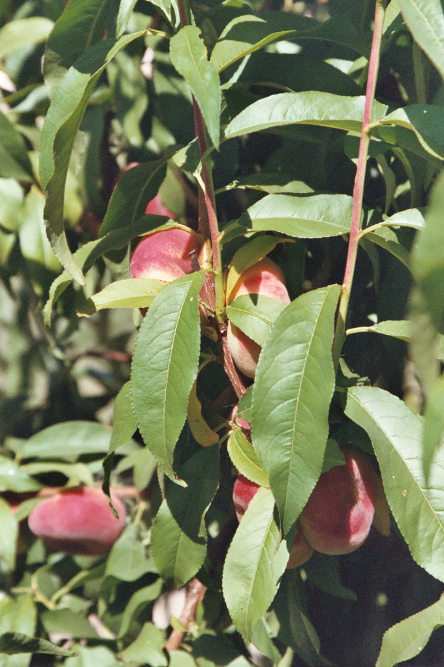 Ripe Doughnut Peaches