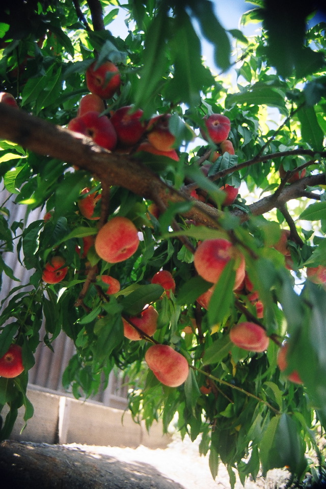 Ripe Doughnut Peaches