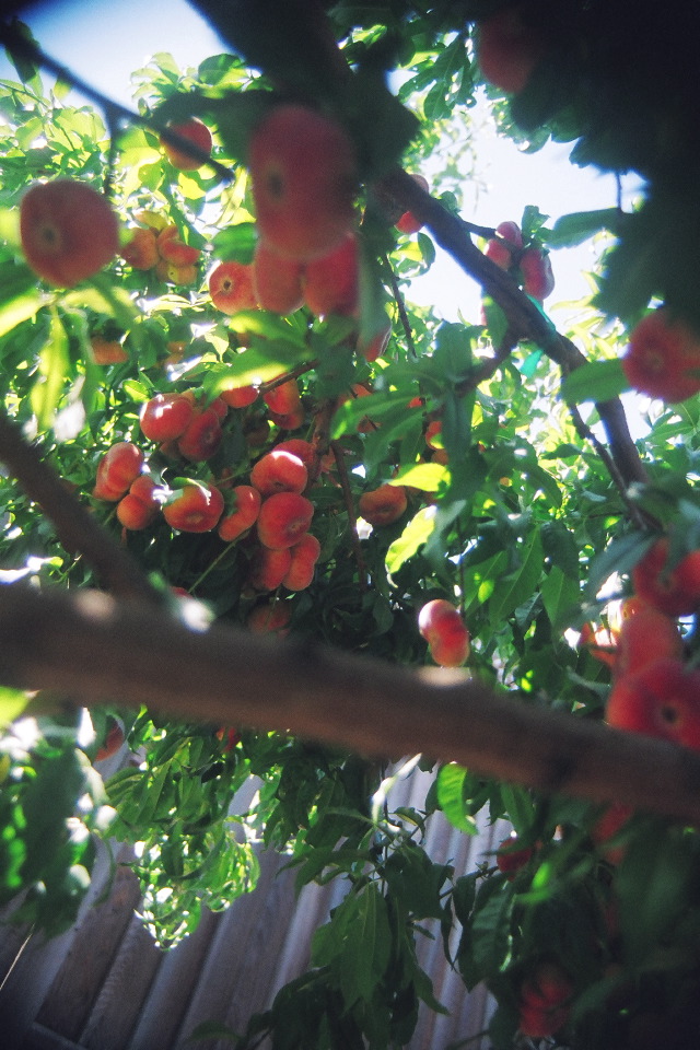 Ripe doughnut peaches