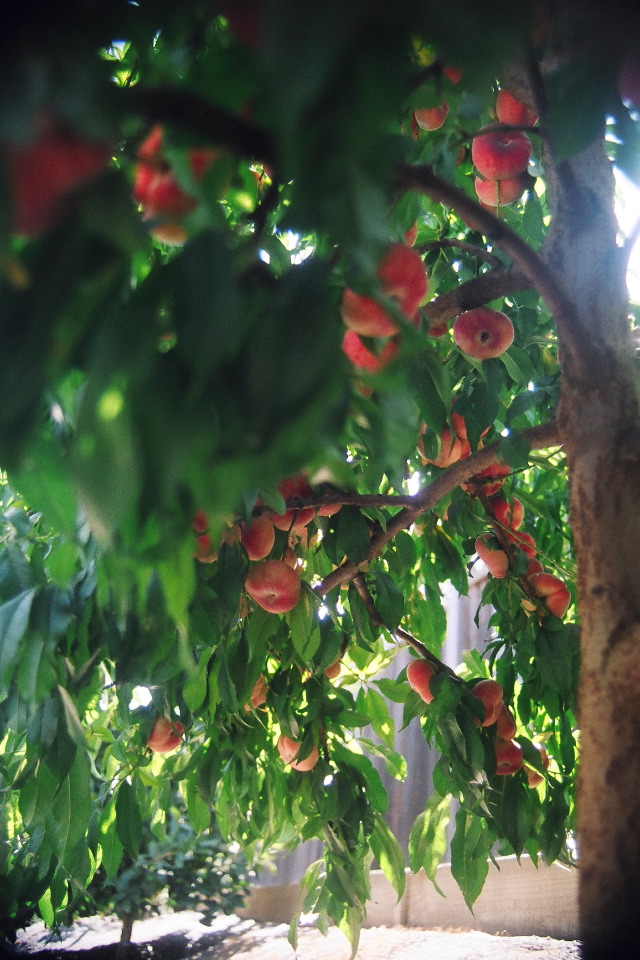 Ripe doughnut peaches