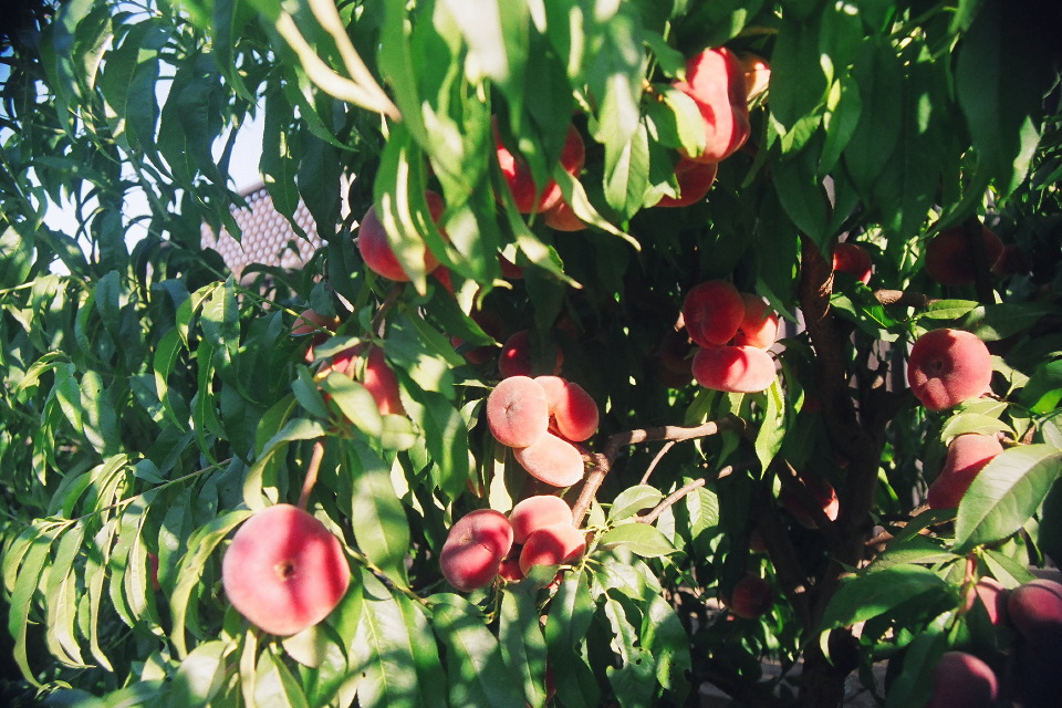 Ripe doughnut peaches