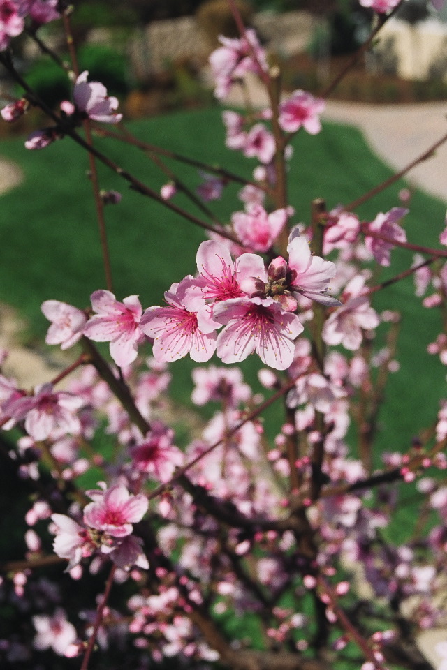 Doughnut Peach Blossoms