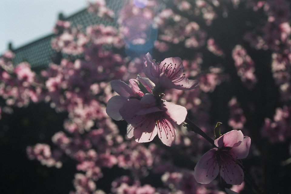 Doughnut Peach Blossoms