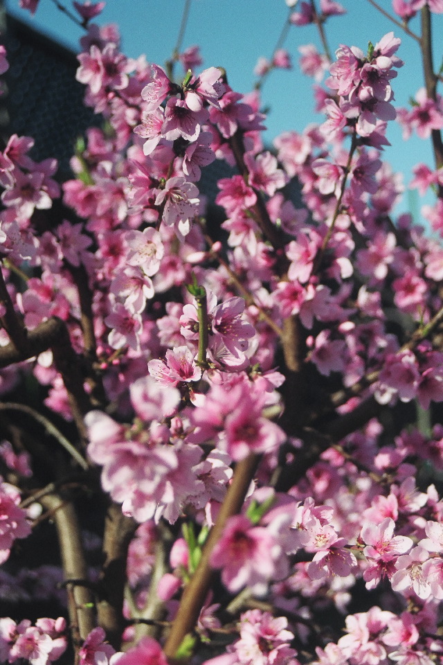 Doughnut Peach Blossoms