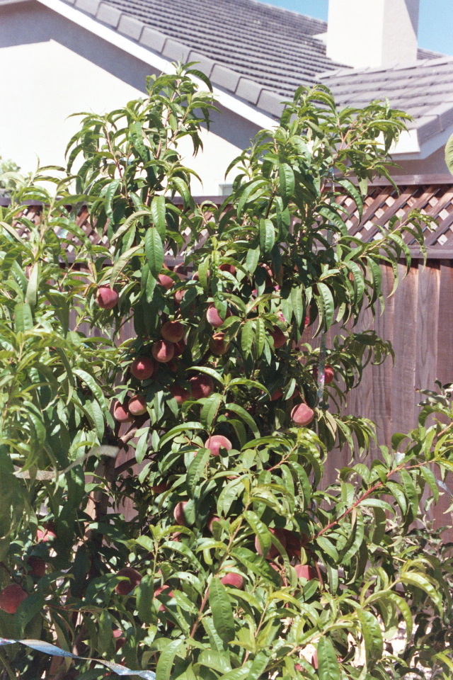 A little tree with your peaches?