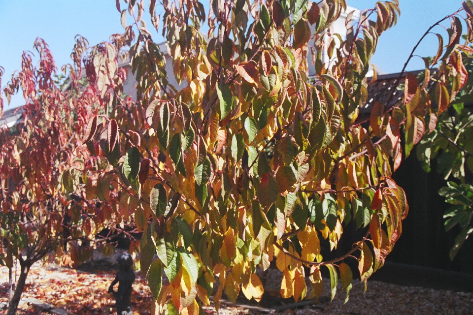 Peach and Cherry Trees in Autumn