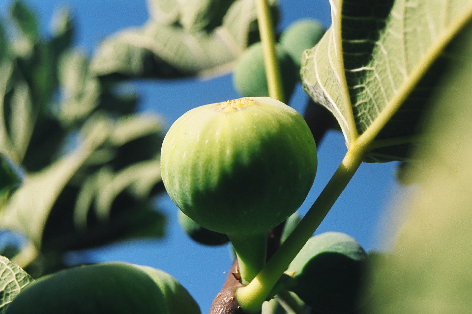 Backyard: White Kadota Figs