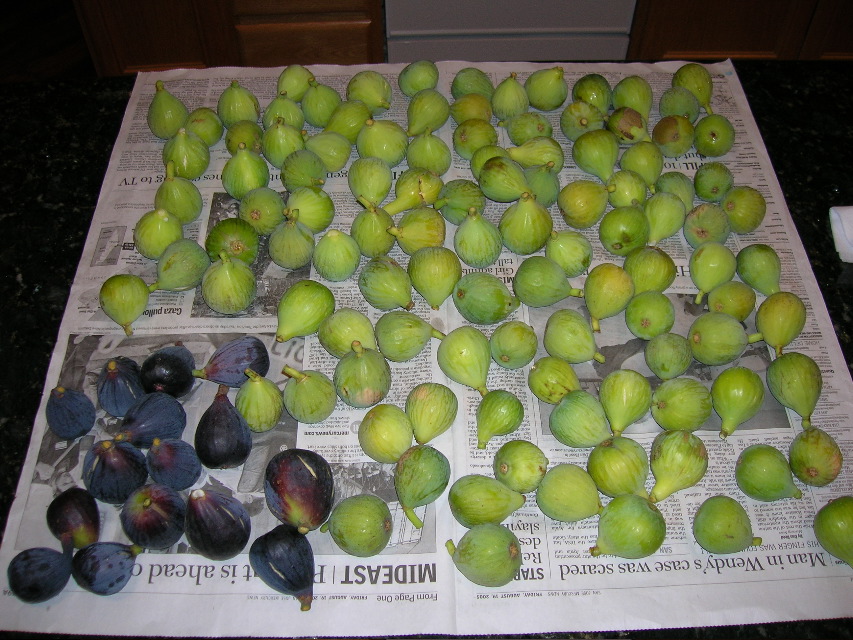 Fig Harvest