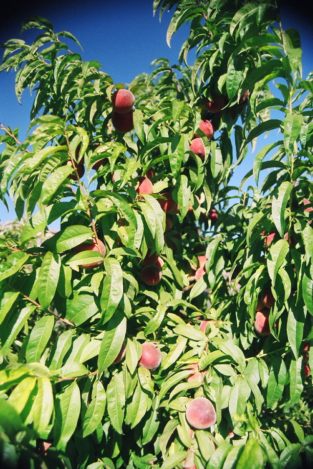 White peaches, not quite ripe