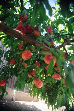 Ripe Doughnut Peaches