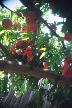 Ripe doughnut peaches